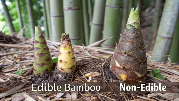 A person comparing an edible bamboo shoot to an inedible one